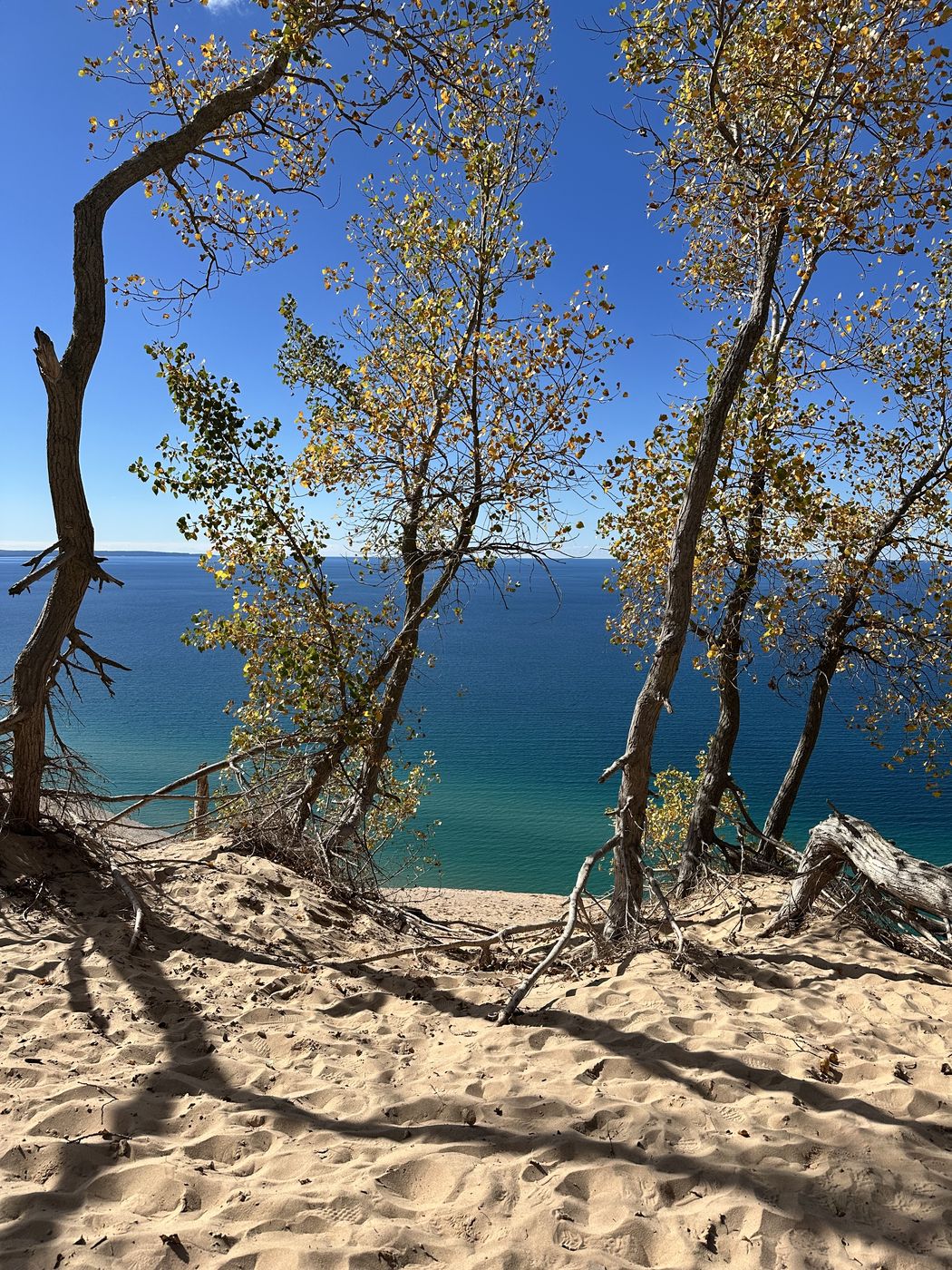 Birch trees leaning over turquoise Lake Michigan water